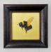 Framed-buff-tailed-Bumblebee