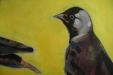 Six Jackdaws detail