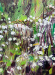 Square Dance Detail 1