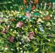 image000081
