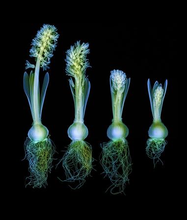 Hyacinth-Sequence-on-Black