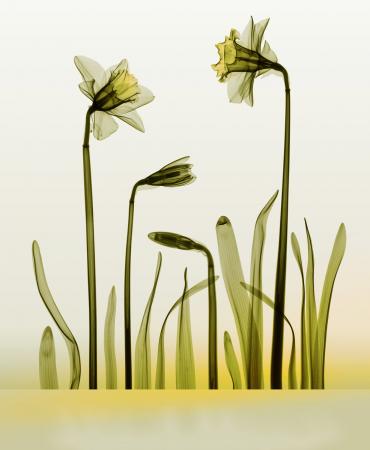 HughTurvey_Phototropic_Family-Amaryllidaceae Genus-Narcissus_2020_(808)