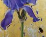 Bearded-Iris-Bumblebee-detail